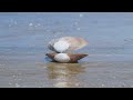 the endangered piping plover snacking and living the beach life