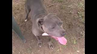 DIAMOND - ID #A1326093 (RESCUED)