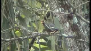 Laughingthrush, Chestnut-capped - Garrulax mitratus