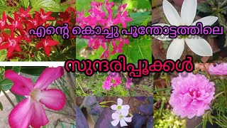 എന്റെ പൂന്തോട്ടത്തിൽ ഇന്ന് വിരിഞ്ഞ സുന്ദരികൾ.......#flowers #garden #gardentour