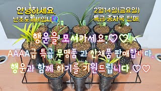 2월14일(금요일)AAAA급 특급 무명품 과 산채품 판매합니다.행운과 함께 하기를 기원드립니다.♡♡4k