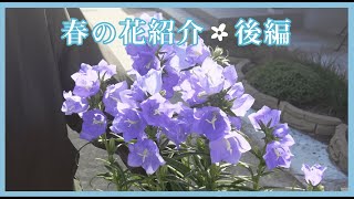 おかんとちょびのガーデニング #33 春の花｜紹介・植え付け（後編）