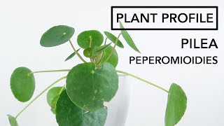 Pilea Peperomioides Light and Water Requirements | Plant Profile