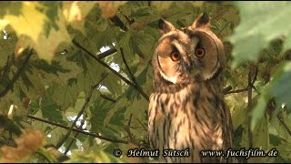 Waldohreule (Asio otus) long eared owl