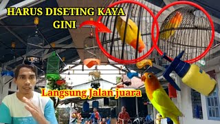 Cara Mengatasi Lovebird Kepo Saat Digantang Atau Ketemu Lawan, Paling Jitu Langsung Juara