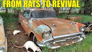 Rescuing the dream 57 Belair from rats and dinosaurs!