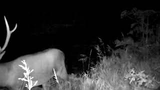 ირემები თუშეთის ეროვნულ პარკში | Deer at Tusheti National Park