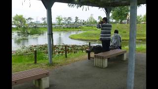 千葉県の　水郷佐原　あやめパーク　6月 6日, 2018年