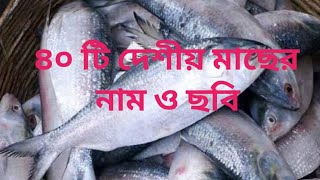 ৪০ টি দেশীয় মাছের নাম ও ছবি🐟🐟🐟