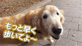 都会の公園を散歩するゴールデンレトリバー