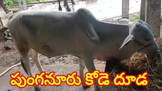 Punganur calf 7386842419 పుంగనూరు కోడె దూడ అమ్మకానికి