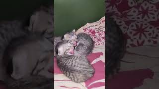 Newborn kittens hissing even before opening their eyes.... 😍🙀🐱