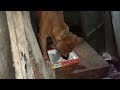 My 2 dogs eat chicken#shorts#lovepet/Marilou David Vlog