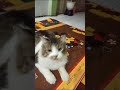 kucing yg terlatih tak heran klo dia pinter bermain ketika dibilang@nirvanaalif vlog vidioshort