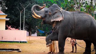 ചെപ്ര കണ്ണന്റെ ഒരു ദിവസം | Chepra Kannan | Kerala Elephant | Aana Visheshangal