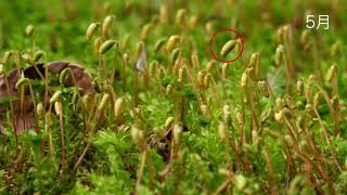 コツボゴケの胞子体の成長　Sporophyte development in Plagiomnium acutum (Bryophytes)