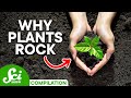 The Incredible World of Plants | SciShow Compilation