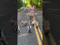 2 moods only😅 family dog pets doglover funny funnyvideo youtube shortsvideo laugh life