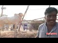 today domail mandi fatehjang rate’s update20dec2024 part08sunny video fateh jang cow mandi 2024