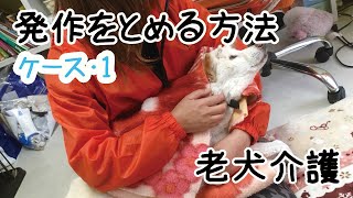 【老犬の発作を落ち着かせる方法】前庭疾患などで、一日中手足をバタバタする老犬。その子によって方法は異なりますが今回はケース1の場合。