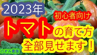 【トマト】2023年トマトの栽培方法の一部始終　初心者さんは復習、予習も兼ねて必見です