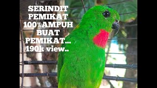 Serindit Pemikat Bunyi Pasti Serindit Lain Pasti Nyaut