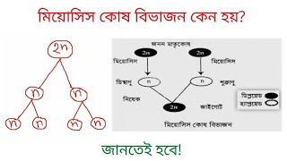 মিয়োসিস কোষ বিভাজন কেন হয়? মায়োসিস কোষ বিভাজন কেন হয়? Why does meiosis cell division?