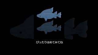 何て名前の魚でしょうか？（優し）答えは説明に書いてあるよ