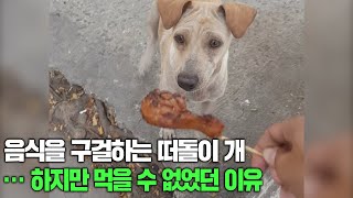 굶주린 떠돌이 개에게 먹이를 주었더니  ··· 생각지도 못한 녀석의 반응