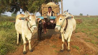 57 సైజు గోధుమ పుల్ల ఎద్దులు అమ్ముతారు | Bulls for sale | Ongole Bulls | Jawari Bulls | oxen prices