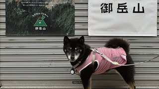 初めての登山を楽しんだ柴犬。御岳山は犬に優しいお山だった。