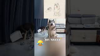 狗狗突然移动镜头，主人恍然大悟 #animals #萌宠 #搞笑 #funny