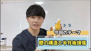 それ「半月板が損傷」しているサインかも？-膝の構造と半月板について分かりやすく解説！-