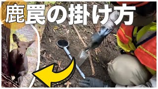 シカが獲れました!【狩猟 イノシシ ニホンジカ エゾシカ ホンシュウジカ ヒグマ アナグマ】