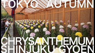 Shinjuku Gyoen Imperial Garden - Chrysanthemum Exhibition (November - Tokyo in 12 months)