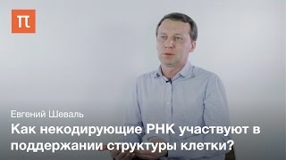 Структурная роль некодирующих РНК - Евгений Шеваль