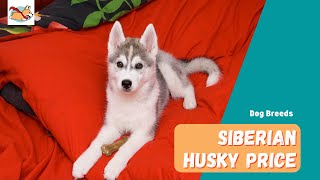 Siberian Husky Price: What Does It Cost To Own and Raise a Husky?