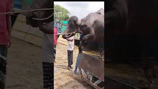 cow unloading, cow videos, cow video, big cow, goru hamba cow Film- 94