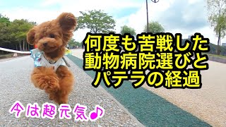 【パテラ 】病院選び遍歴と愛犬のパテラ(膝蓋骨脱臼)の経過【トイプードル】