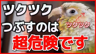 インコのツクツクほぐしは超危険！今すぐやめた方が良い理由を紹介！