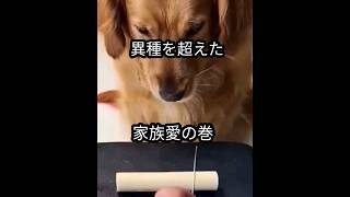 （Amazing）オヤツを2つに分けた時、どっちを食べますか？　#shorts #dog #food