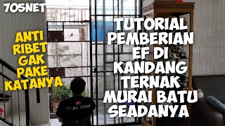 Tutorial Pemberian EF Di Kandang Ternak Seadanya aja dah aaahhh