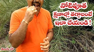 నోటిపూత క్షణాల్లో తగ్గాలంటే ఇలా చేయండి || Mouth Ulcer Natural Plant in telugu