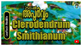 Clerodendrum Smithianum, 250 ഇനങ്ങളിൽ  അപൂർവ്വം # Leaftech Medilife