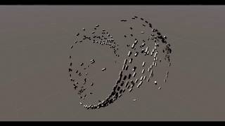 Boids project (Unity / C#)