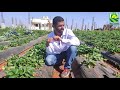 रुपेश गोळे कशी करतात ऑरगॅनिक स्ट्रॉबेरी एकदा पहाच organic strawberry farming in india ife