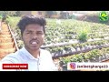 रुपेश गोळे कशी करतात ऑरगॅनिक स्ट्रॉबेरी एकदा पहाच organic strawberry farming in india ife