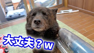 甲斐犬一休を掃除機で吸ったらこうなった・・・