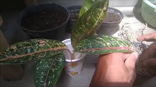 How to Propagate Aglaonema Plant #Part 2