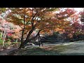 紅葉散歩　荻窪　大田黒公園　2022 12 12 37